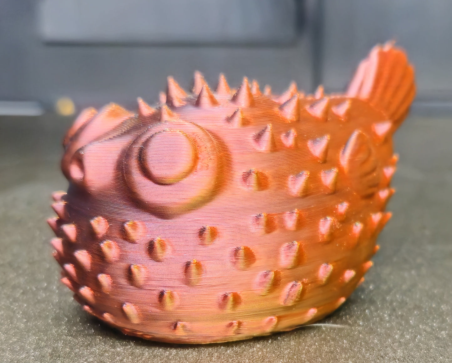 Puffer fish